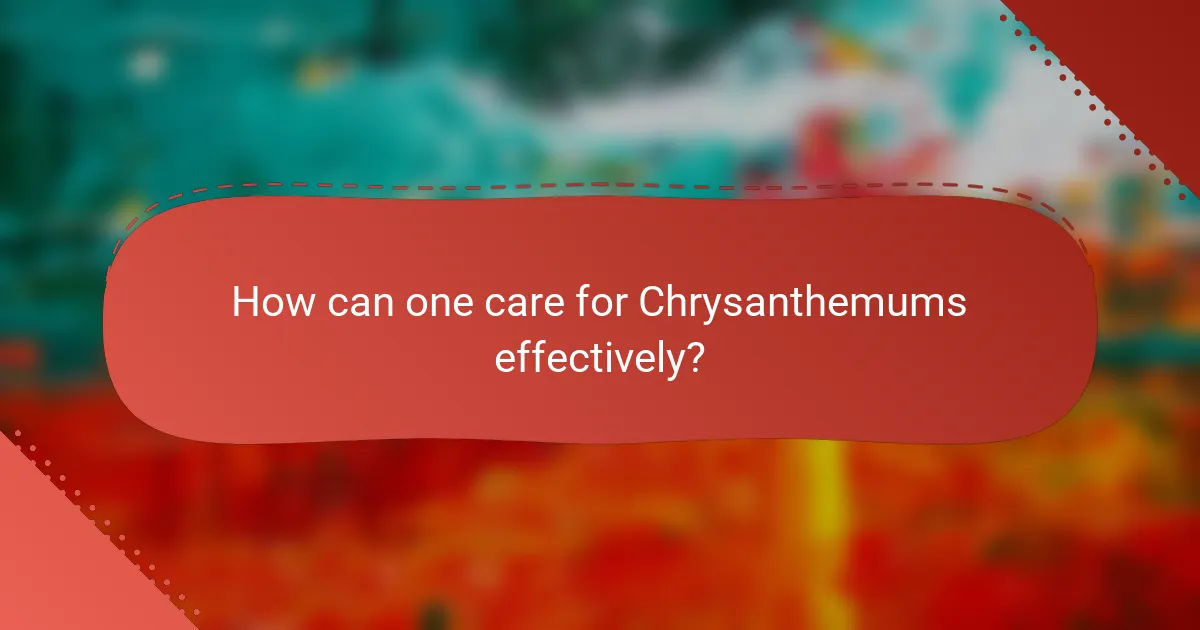 How can one care for Chrysanthemums effectively?
