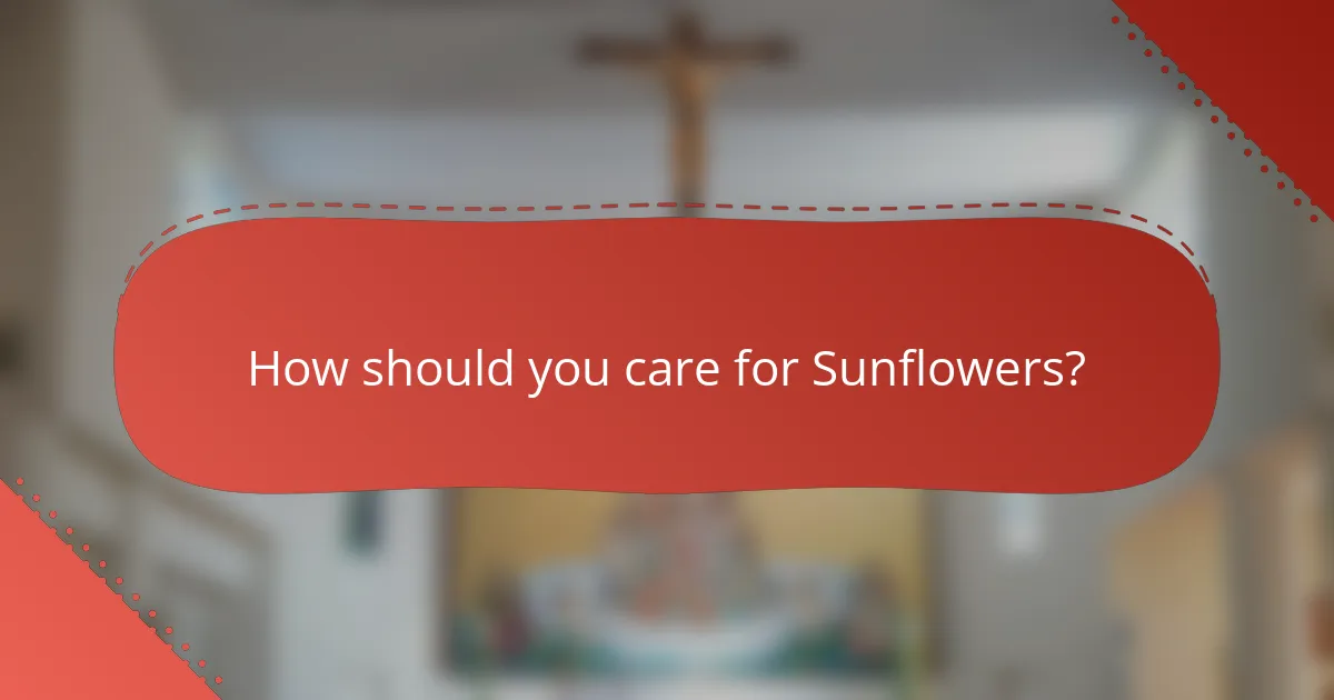 How should you care for Sunflowers?