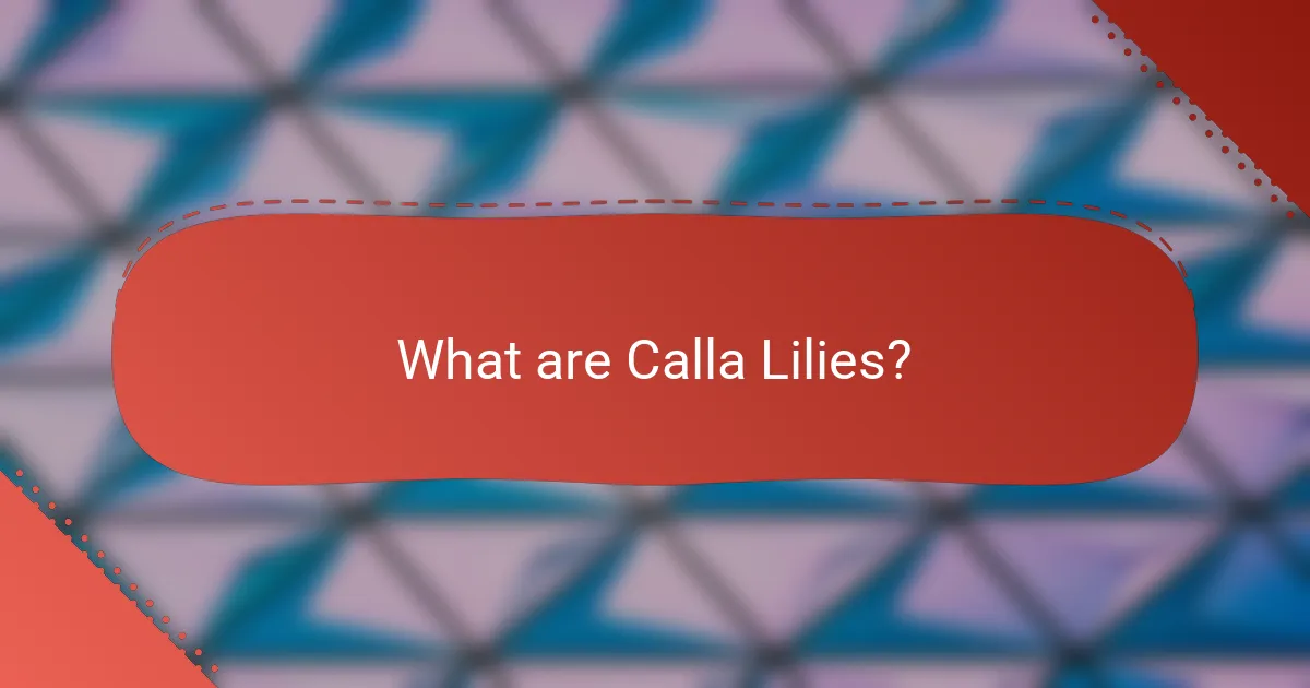 What are Calla Lilies?