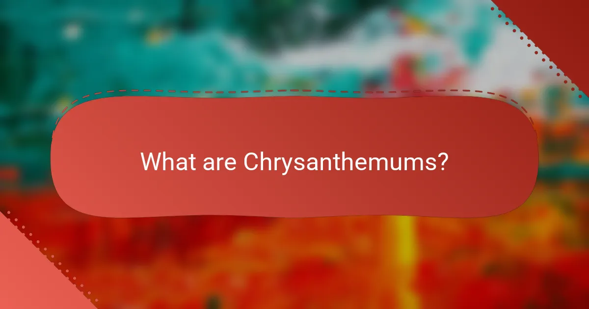 What are Chrysanthemums?