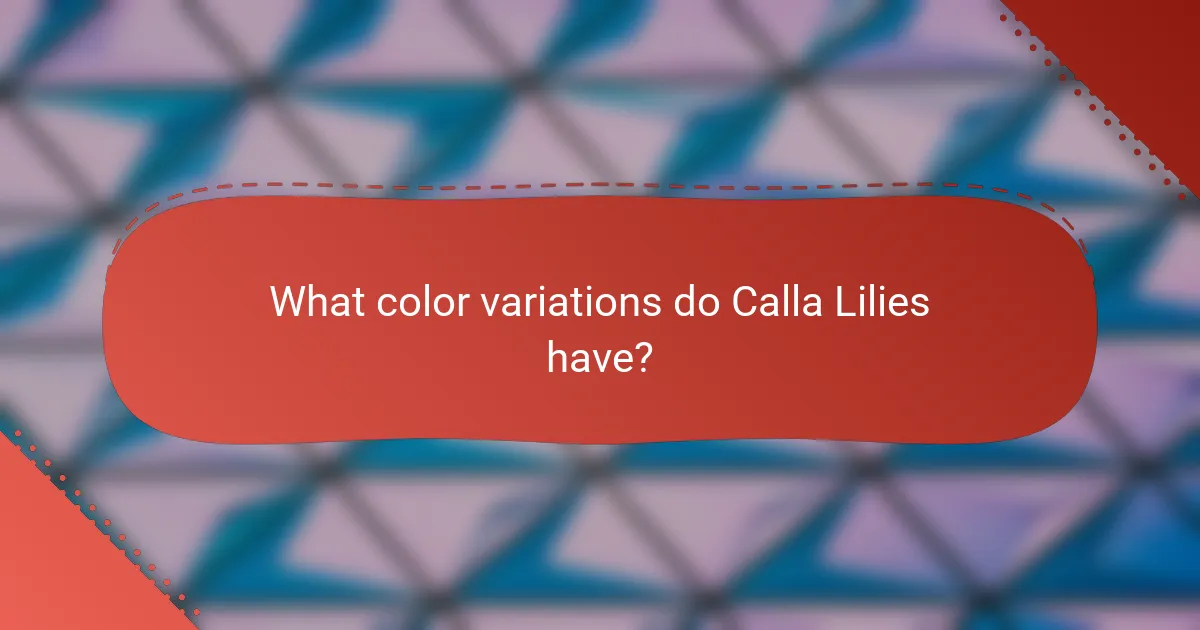 What color variations do Calla Lilies have?